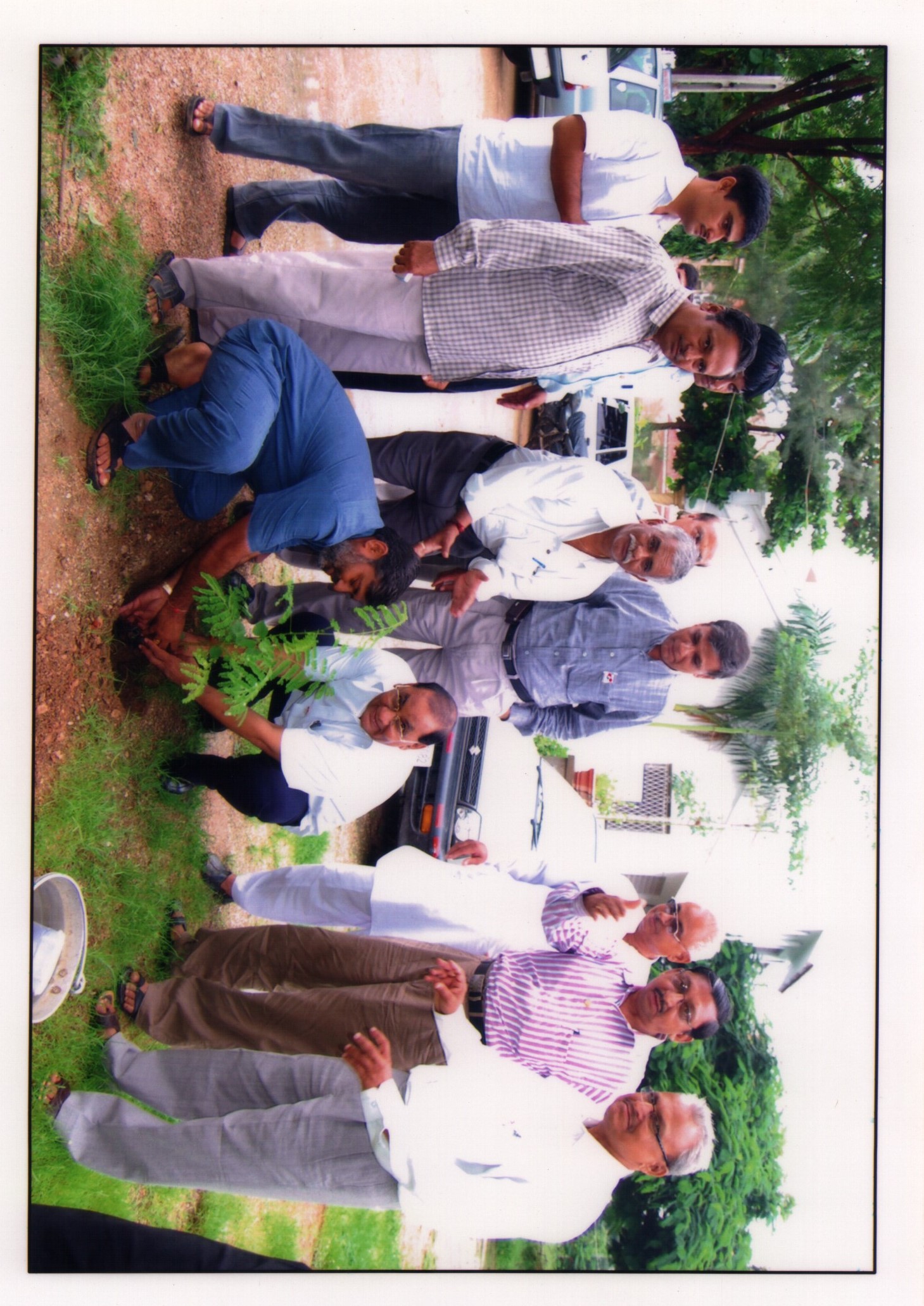 Tree Plantation