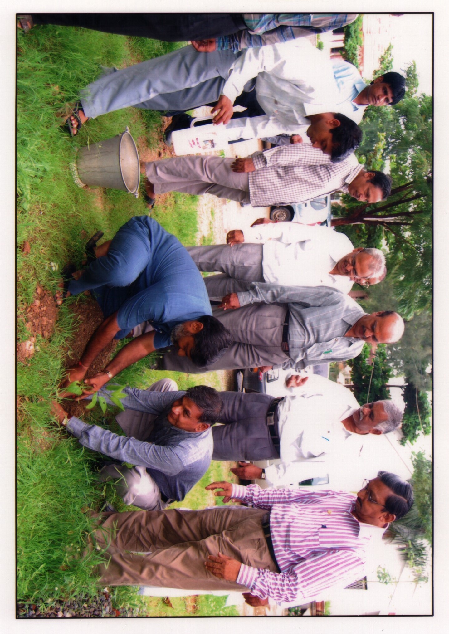 Tree Plantation