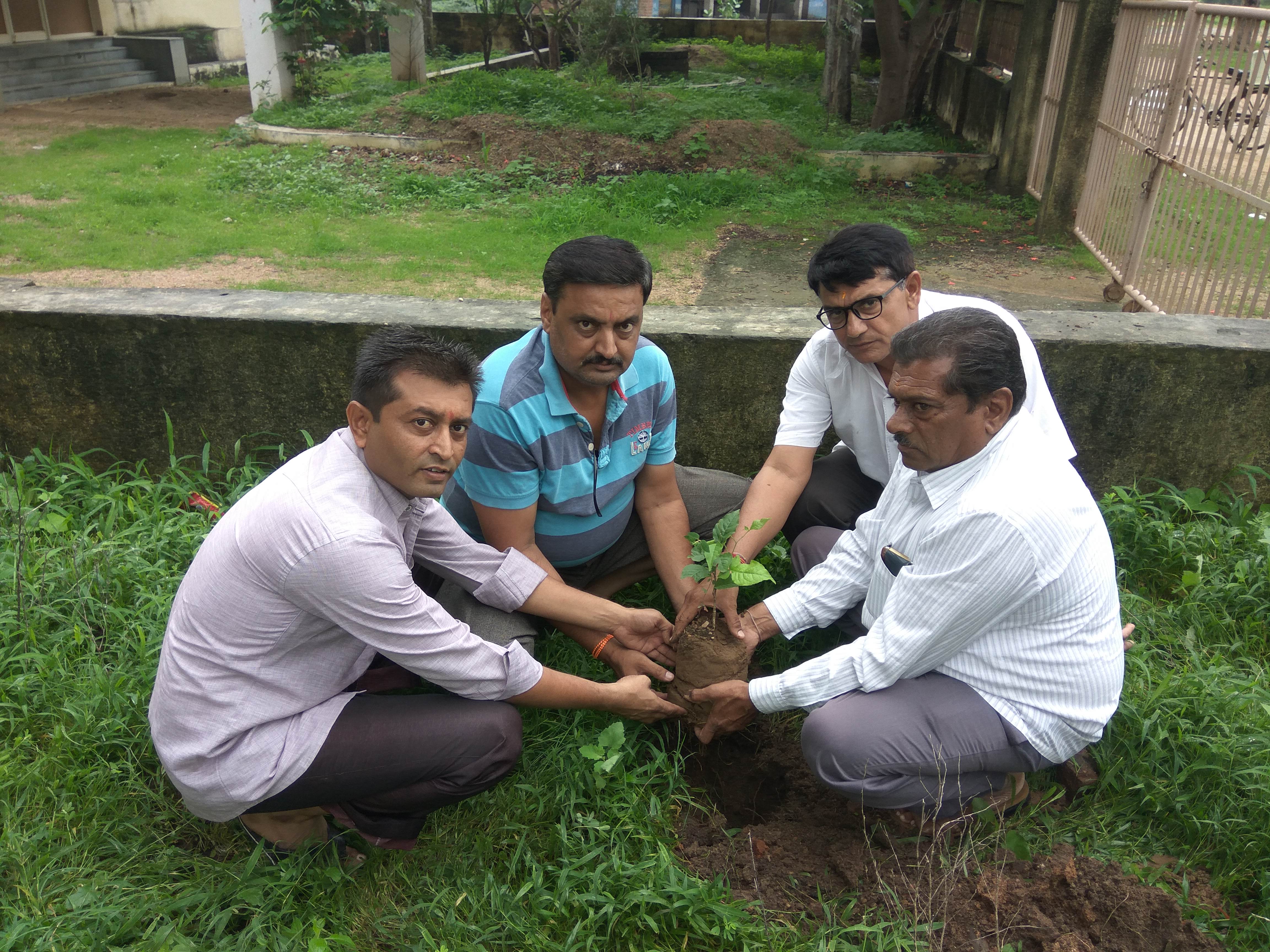 Tree Plantation
