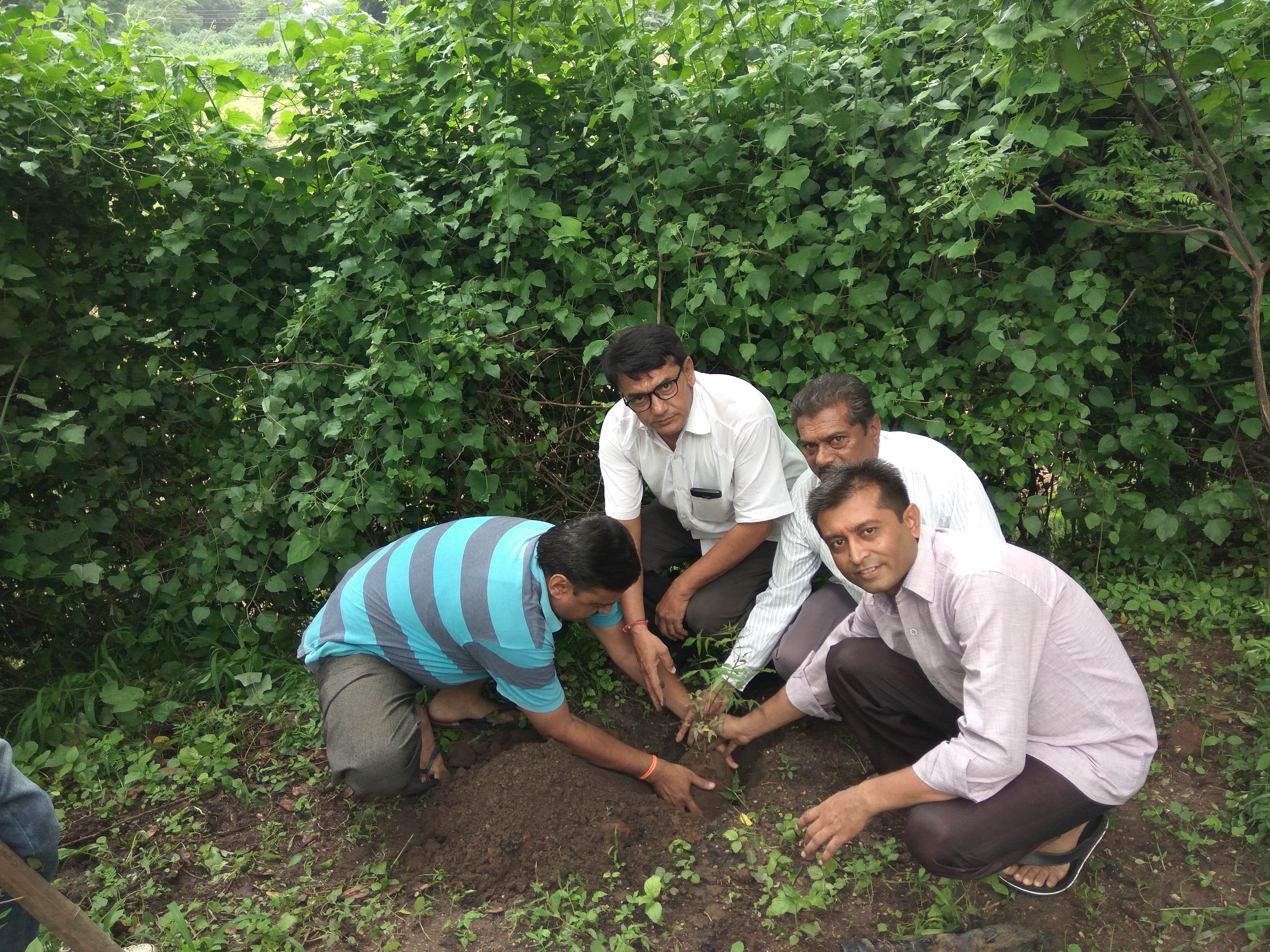 Tree Plantation