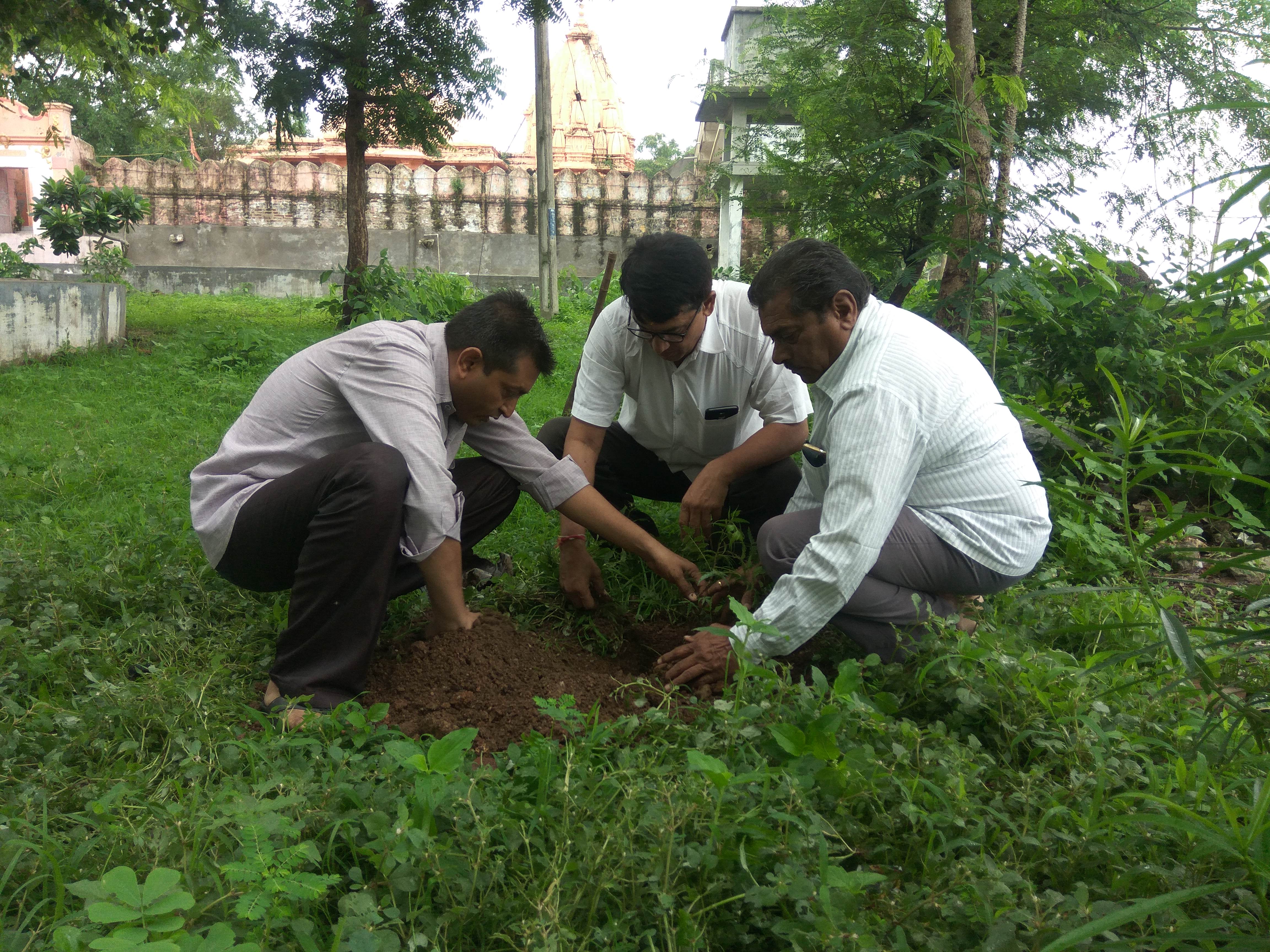 Tree Plantation